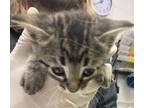Adopt Tigger a Domestic Shorthair / Mixed cat in Golden, CO (41562212)