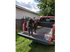 Adopt Skai a Black - with White German Shepherd Dog / Poodle (Standard) / Mixed