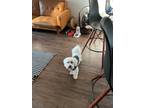 Adopt Buster a White Maltipoo / Mixed dog in Santa Ana, CA (41562156)