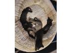 Adopt Pac Man a Brown Tabby Domestic Shorthair / Mixed (short coat) cat in San