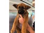 Adopt Hela a Black - with Tan, Yellow or Fawn Belgian Malinois / Akita / Mixed