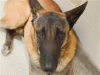 Adopt TAROT a Brown/Chocolate Belgian Malinois / Mixed dog in Denver