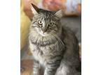 Adopt Bunny (bonded to Miss Mittens) a Brown Tabby Domestic Mediumhair (medium