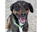 Adopt Maverick a Black - with Brown, Red, Golden, Orange or Chestnut Australian