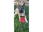 Adopt Odin a Black - with Tan, Yellow or Fawn German Shepherd Dog / Mixed dog in
