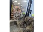 Adopt Coriander a Brown Tabby Tabby (short coat) cat in Las Vegas, NV (41562127)