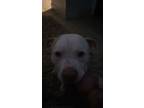 Adopt Fendi a White - with Brown or Chocolate American Pit Bull Terrier / Mixed