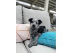 Adopt Wrangler a White - with Black Australian Cattle Dog / Border Collie /