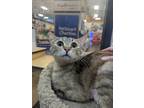 Adopt Saffron a Brown Tabby Tabby (short coat) cat in Las Vegas, NV (41562095)