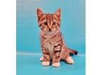 Adopt Mesa a Gray or Blue Domestic Shorthair / Mixed Breed (Medium) / Mixed