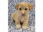 Adopt Piper a Brindle Alaskan Klee Kai / Mixed Breed (Medium) / Mixed (short