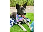 Adopt Tika a Black - with White Border Collie / Shepherd (Unknown Type) / Mixed