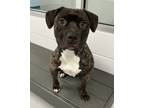 Adopt Jada a Pit Bull Terrier / Mixed dog in Topeka, KS (41561987)