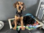 Adopt winnie a Brown/Chocolate Dachshund / Mixed dog in San Francisco