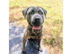 Adopt Medusa a Mastiff / Mixed dog in Oakland, CA (41560480)