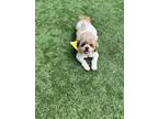 Adopt Jax OS D2024 in RI a Shih Tzu / Lhasa Apso / Mixed dog in Saunderstown