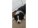 Adopt Romeo a Black - with White Anatolian Shepherd / Mixed dog in Greenville