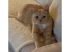 Adopt Mowgli a Orange or Red Tabby American Shorthair (short coat) cat in