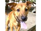 Adopt Lance a Red/Golden/Orange/Chestnut - with Black Australian Cattle Dog /