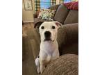 Adopt Mocha a White - with Brown or Chocolate Mutt / Mixed dog in Winston Salem