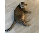 Adopt Sandy a Tan or Fawn Tabby Domestic Shorthair (short coat) cat in Woodland