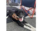 Adopt Willow a Black - with White Border Collie / Labrador Retriever / Mixed dog