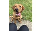 Adopt Cider a Red/Golden/Orange/Chestnut Labrador Retriever / Mixed dog in New