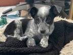 Adopt Beau a White - with Black Australian Cattle Dog / Border Collie / Mixed