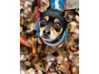 Adopt Lils a Black - with Tan, Yellow or Fawn Mixed Breed (Small) / Mixed dog in