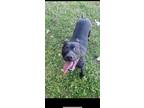 Adopt Joy a Black - with Brown, Red, Golden, Orange or Chestnut Labrador