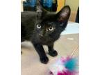 Adopt Dale a All Black Domestic Mediumhair / Mixed Breed (Medium) / Mixed (short