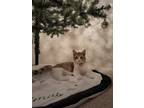 Adopt Lil Bug a Orange or Red American Shorthair / Mixed (short coat) cat in