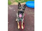 Adopt Fritz a German Shepherd Dog / Mixed dog in Edmonton, AB (41561831)