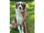 Adopt Rex a Merle Australian Shepherd / Mixed dog in Long Island, NY (41561822)