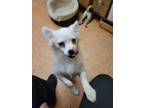 Adopt Kaia a White American Eskimo Dog / Pug / Mixed dog in Concord