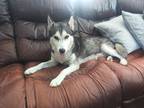 Adopt chance a Black - with White Husky / Mixed dog in Granbury, TX (41561837)