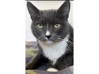Adopt Rebecca a Gray or Blue (Mostly) Russian Blue / Mixed (short coat) cat in
