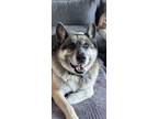 Adopt Gunnar a Black - with Tan, Yellow or Fawn Husky / German Shepherd Dog /