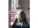 Adopt Rumble "Pepper" a Calico or Dilute Calico Domestic Shorthair cat in