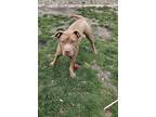 Adopt Cali a Brown/Chocolate - with White American Pit Bull Terrier / Mixed dog