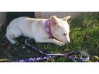 Adopt Mia a White Carolina Dog / Mixed dog in Chula Vista, CA (41561591)