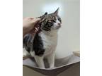 Adopt Mossa a Brown Tabby Domestic Shorthair / Mixed (short coat) cat in Elk