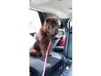 Adopt Mya a Brown/Chocolate - with Black Shar Pei / Mixed dog in Peru