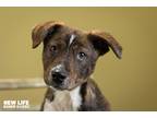 Adopt Fiona a Brindle Australian Shepherd / Labrador Retriever / Mixed dog in