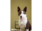 Adopt Brooklyn a Brown/Chocolate - with White Border Collie / Pit Bull Terrier /