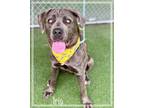 Adopt IRIS a Brindle - with White Mastiff / Mixed dog in Marietta, GA (41561576)