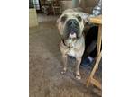Adopt Dottie a Tan/Yellow/Fawn Shar Pei / Mixed Breed (Medium) / Mixed dog in