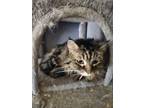 Adopt Bella a Brown or Chocolate (Mostly) Domestic Longhair / Mixed (medium