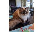 Adopt Merlin a Brown or Chocolate (Mostly) Ragdoll / Mixed (long coat) cat in