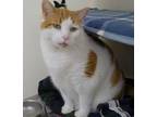 Adopt Pumpkin a Calico or Dilute Calico Calico / Mixed (short coat) cat in